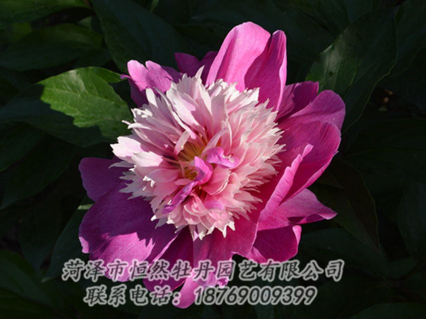 點(diǎn)擊查看詳細(xì)信息<br>標(biāo)題：紅色芍藥 閱讀次數(shù)：1227