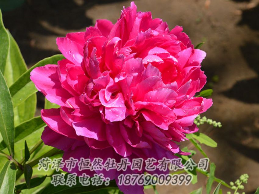 點(diǎn)擊查看詳細(xì)信息<br>標(biāo)題：紅色芍藥 閱讀次數(shù)：1118