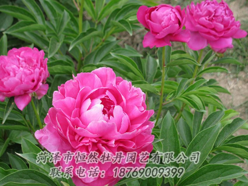 點(diǎn)擊查看詳細(xì)信息<br>標(biāo)題：紅色芍藥 閱讀次數(shù)：1144