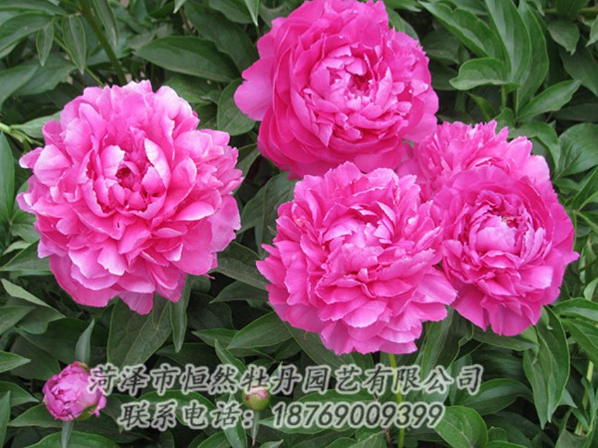 點(diǎn)擊查看詳細(xì)信息<br>標(biāo)題：紅色芍藥 閱讀次數(shù)：1162