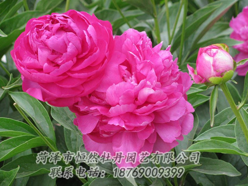 點(diǎn)擊查看詳細(xì)信息<br>標(biāo)題：紅色芍藥 閱讀次數(shù)：1158