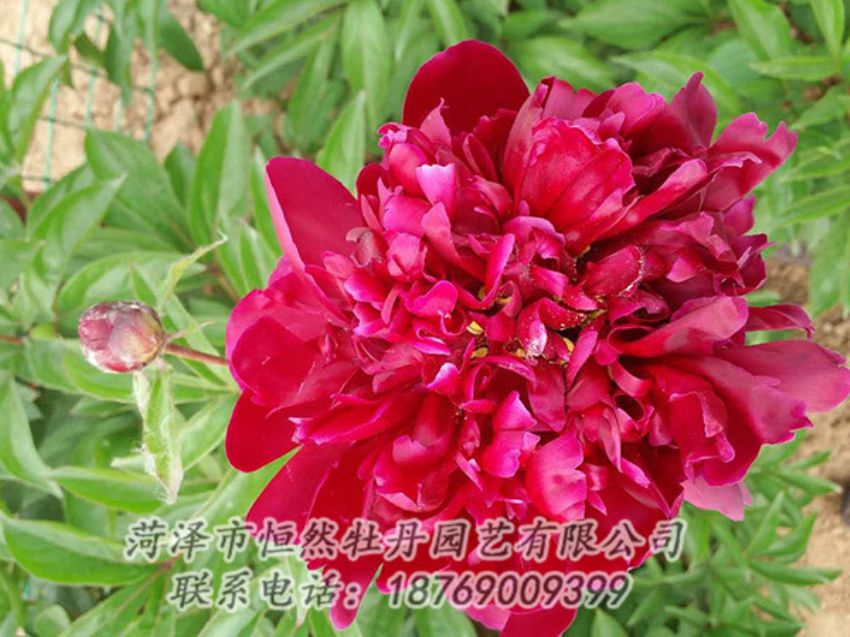 點(diǎn)擊查看詳細(xì)信息<br>標(biāo)題：紅色芍藥 閱讀次數(shù)：1165