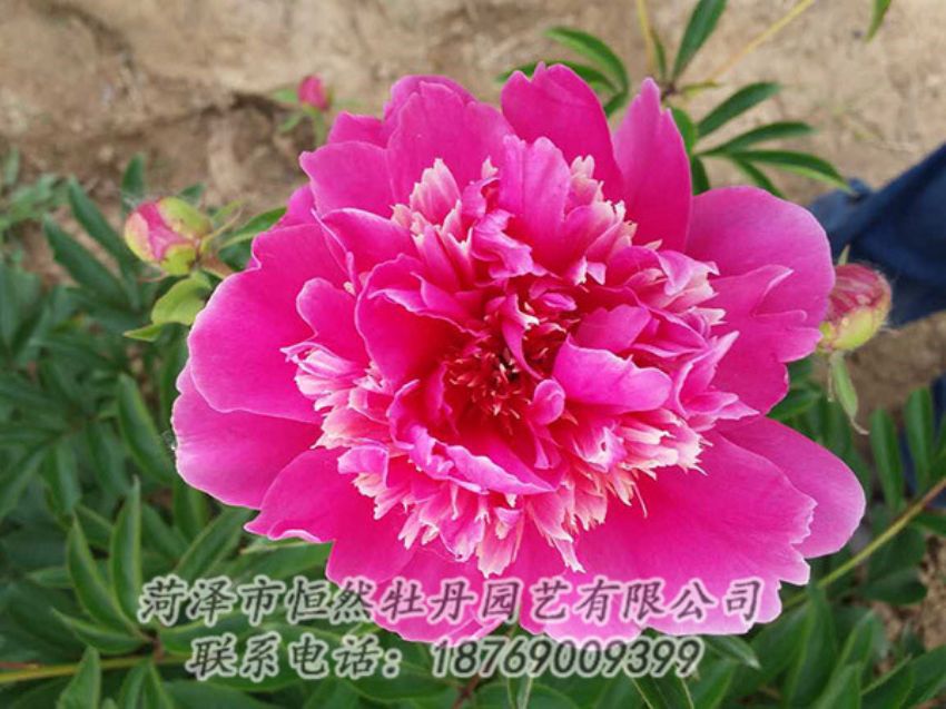 點(diǎn)擊查看詳細(xì)信息<br>標(biāo)題：紅色芍藥 閱讀次數(shù)：1197