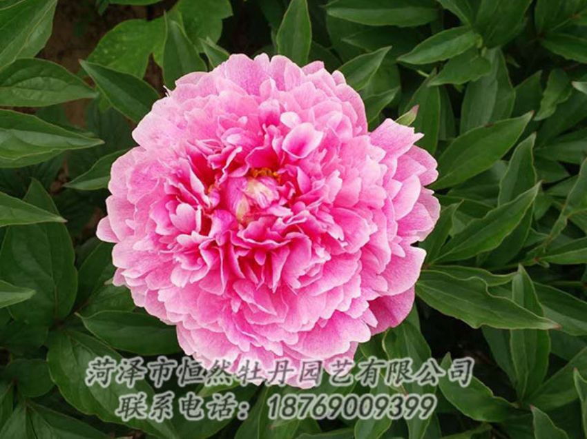 點(diǎn)擊查看詳細(xì)信息<br>標(biāo)題：紅色芍藥 閱讀次數(shù)：1199