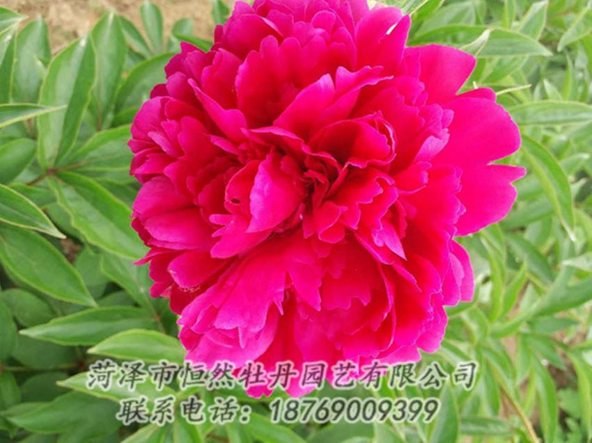 點(diǎn)擊查看詳細(xì)信息<br>標(biāo)題：紅色芍藥 閱讀次數(shù)：1240