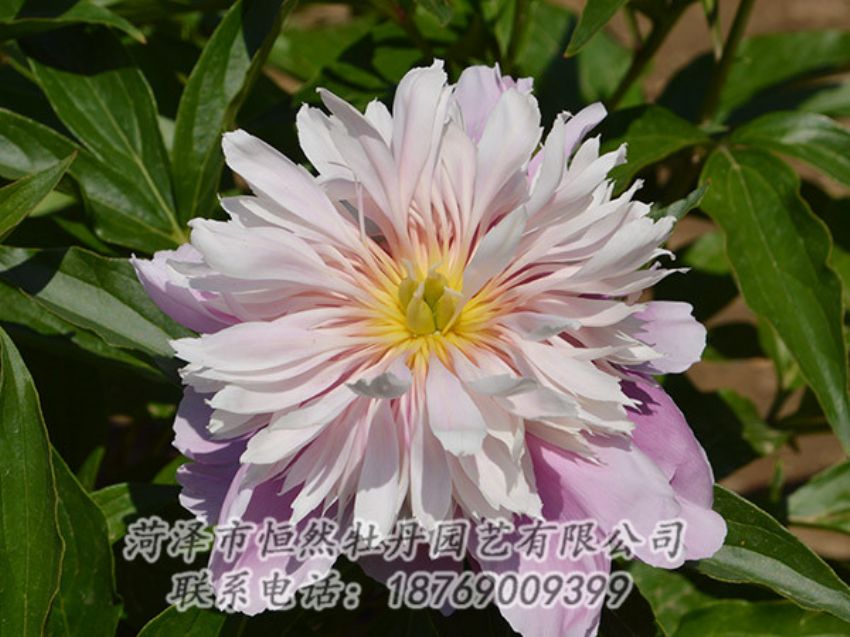 點(diǎn)擊查看詳細(xì)信息<br>標(biāo)題：粉色芍藥 閱讀次數(shù)：1280