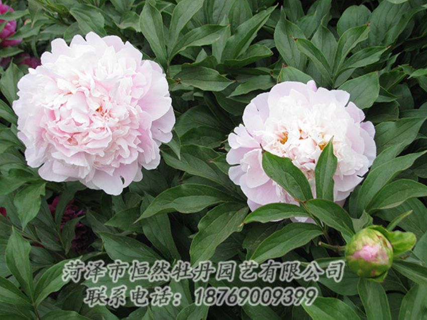點(diǎn)擊查看詳細(xì)信息<br>標(biāo)題：粉色芍藥 閱讀次數(shù)：1170