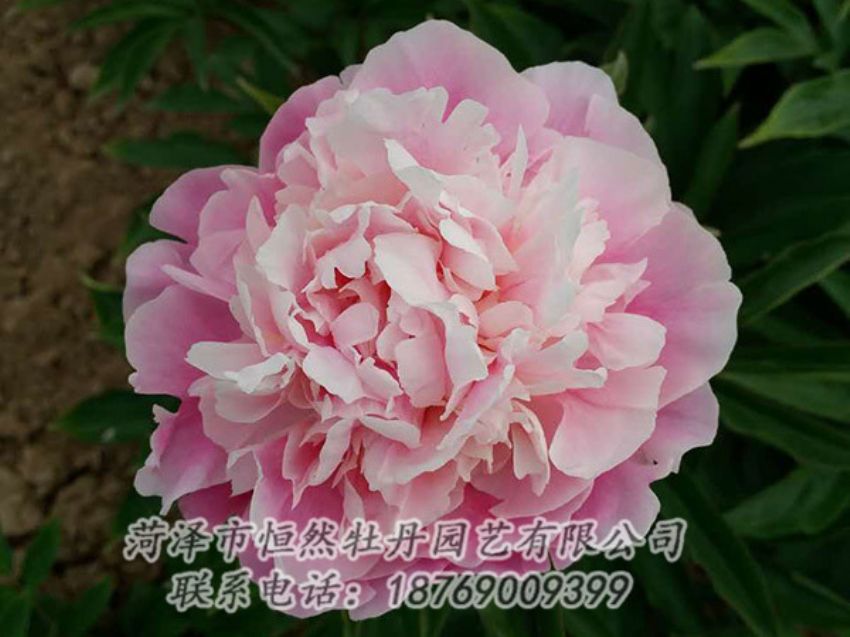 點(diǎn)擊查看詳細(xì)信息<br>標(biāo)題：粉色芍藥 閱讀次數(shù)：1413