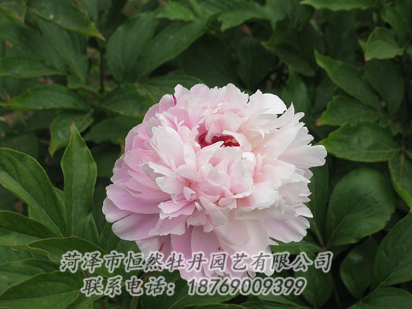 點(diǎn)擊查看詳細(xì)信息<br>標(biāo)題：粉色芍藥 閱讀次數(shù)：1137
