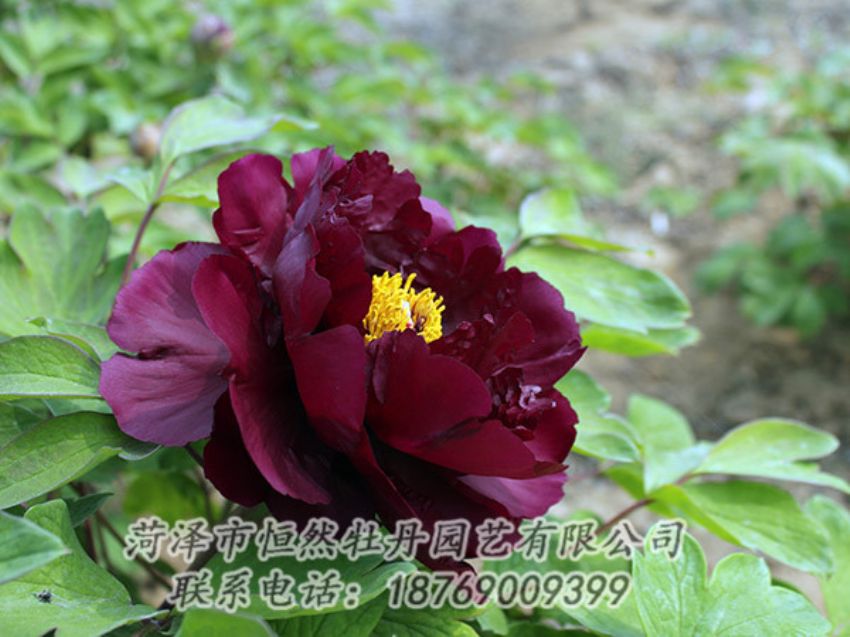 點(diǎn)擊查看詳細(xì)信息<br>標(biāo)題：黑色牡丹 閱讀次數(shù)：1144