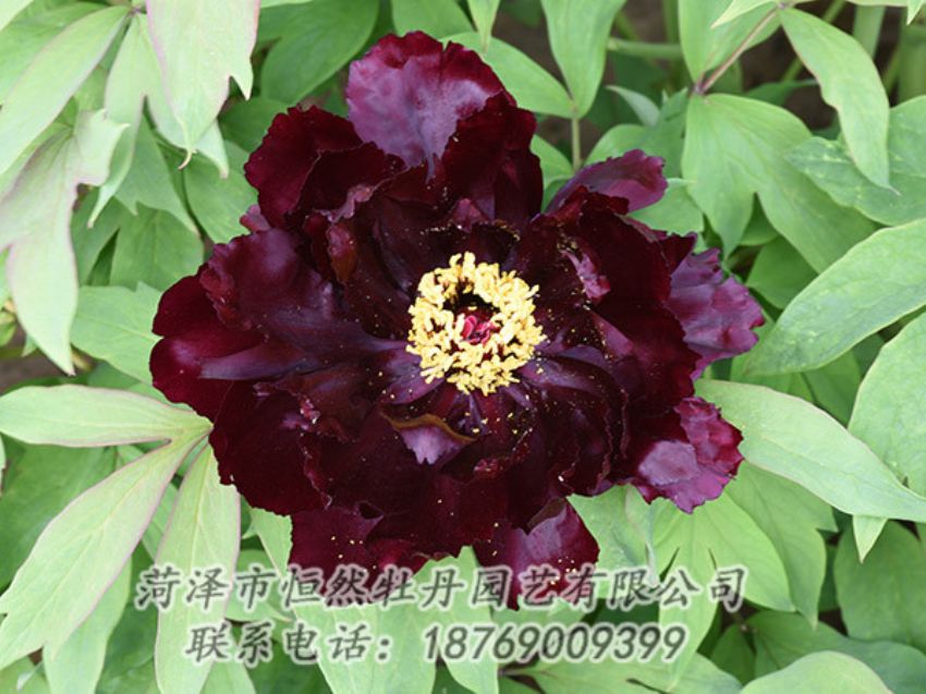點(diǎn)擊查看詳細(xì)信息<br>標(biāo)題：黑色牡丹 閱讀次數(shù)：1313