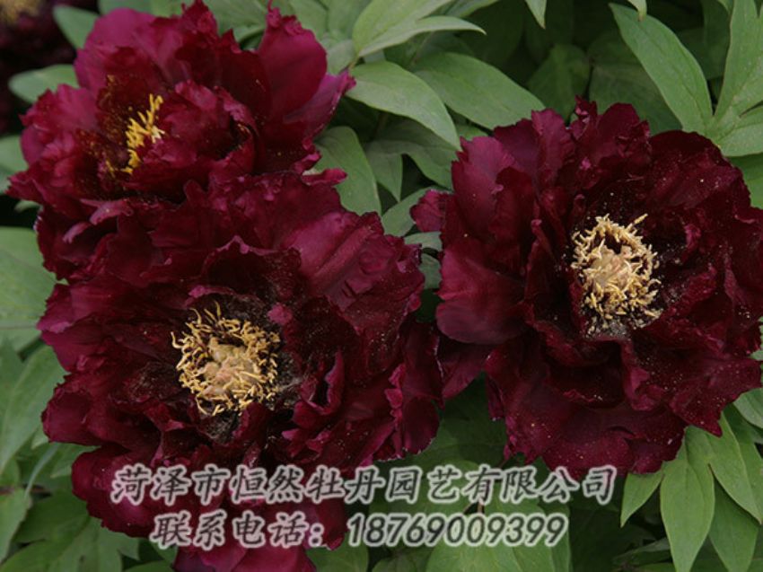 點(diǎn)擊查看詳細(xì)信息<br>標(biāo)題：黑色牡丹 閱讀次數(shù)：1145