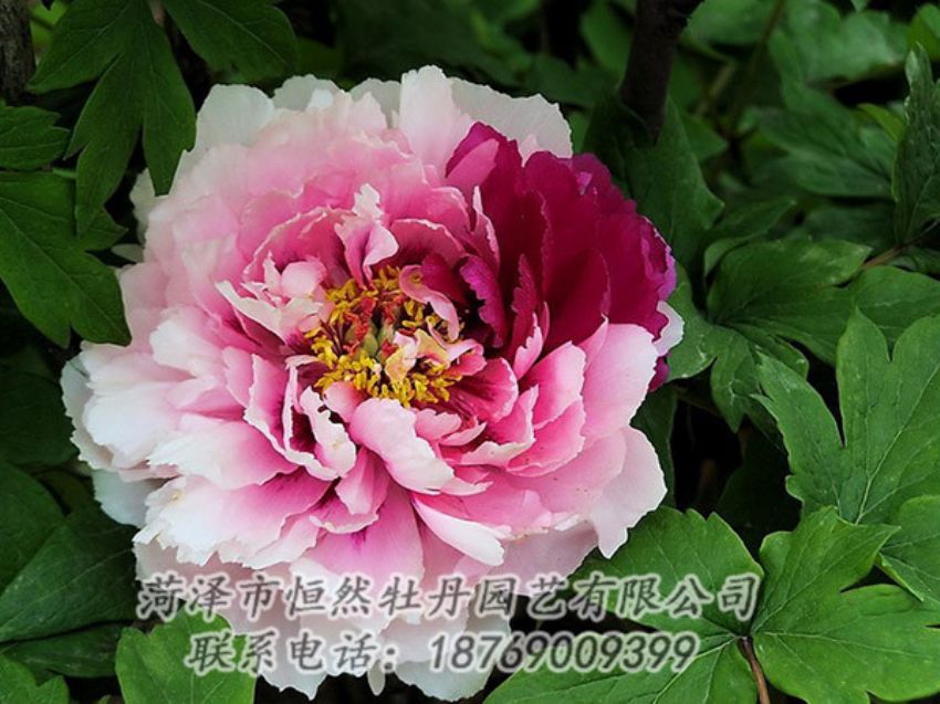 點擊查看詳細信息<br>標題：復色牡丹 閱讀次數(shù)：1235