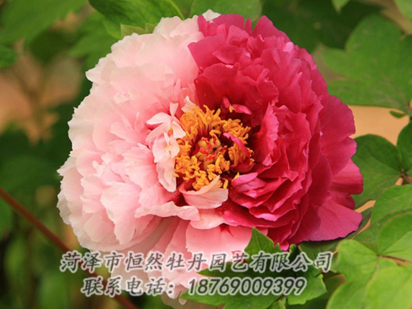 點擊查看詳細信息<br>標題：復色牡丹 閱讀次數(shù)：1302