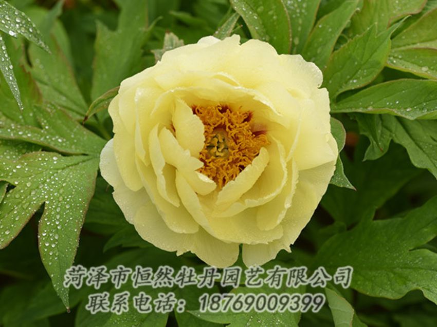 點擊查看詳細信息<br>標題：黃色牡丹 閱讀次數(shù)：1191