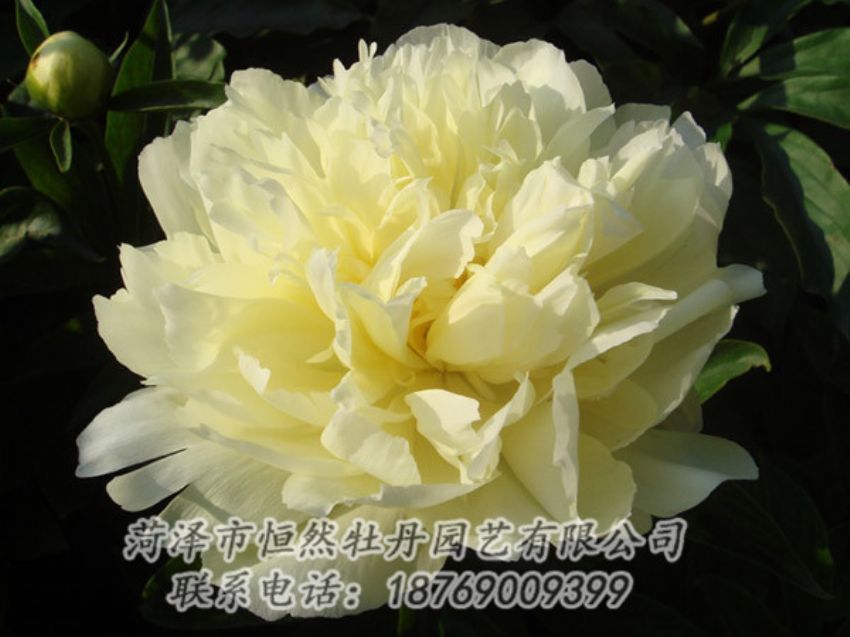 點擊查看詳細信息<br>標題：黃色牡丹 閱讀次數(shù)：1151