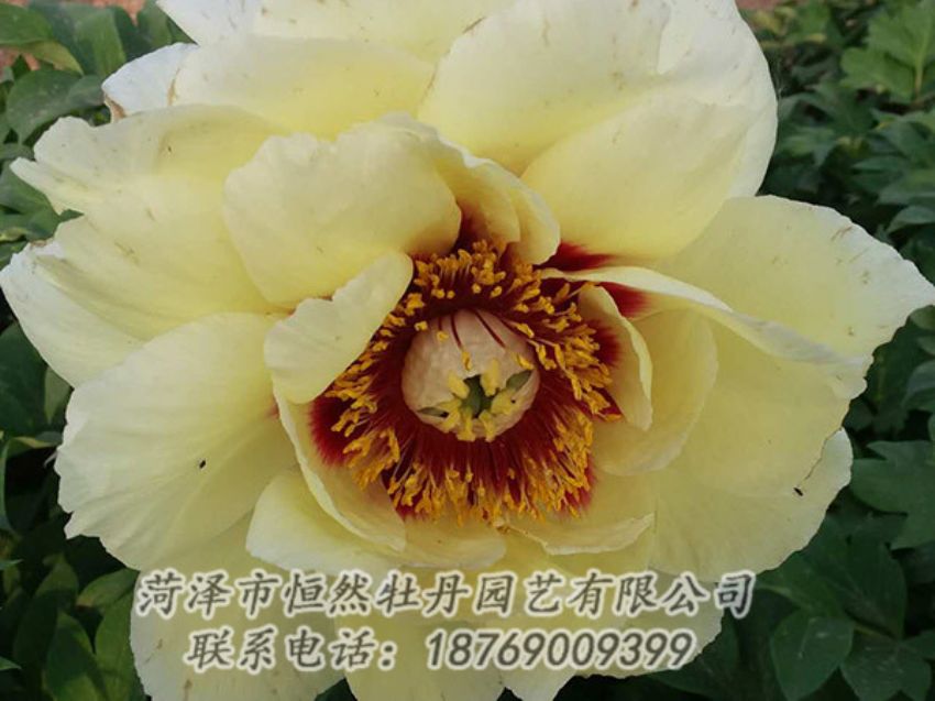 點(diǎn)擊查看詳細(xì)信息<br>標(biāo)題：黃色牡丹 閱讀次數(shù)：1192