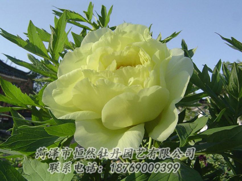點(diǎn)擊查看詳細(xì)信息<br>標(biāo)題：黃色牡丹 閱讀次數(shù)：1152