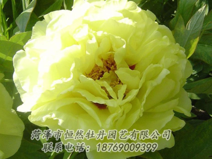 點(diǎn)擊查看詳細(xì)信息<br>標(biāo)題：黃色牡丹 閱讀次數(shù)：1125