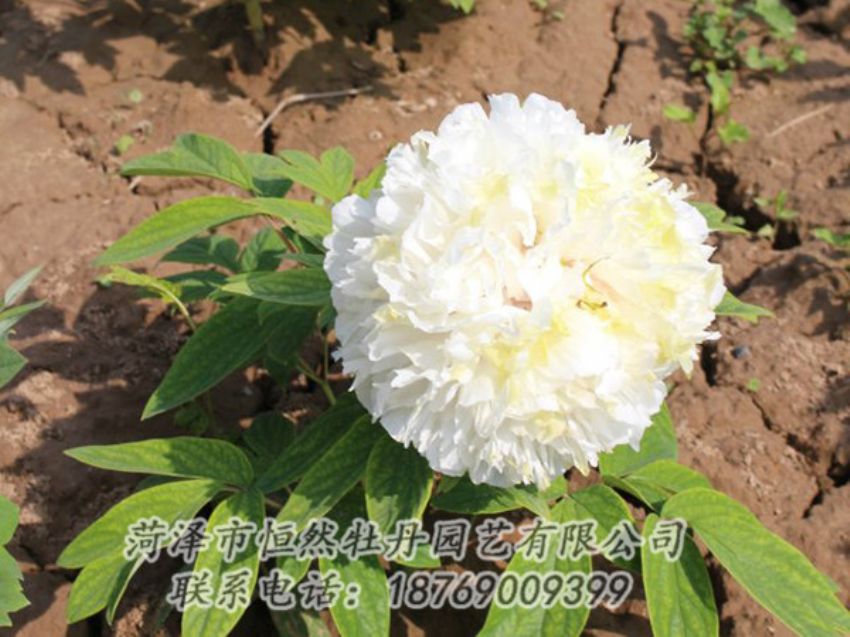 點(diǎn)擊查看詳細(xì)信息<br>標(biāo)題：白色牡丹 閱讀次數(shù)：1206