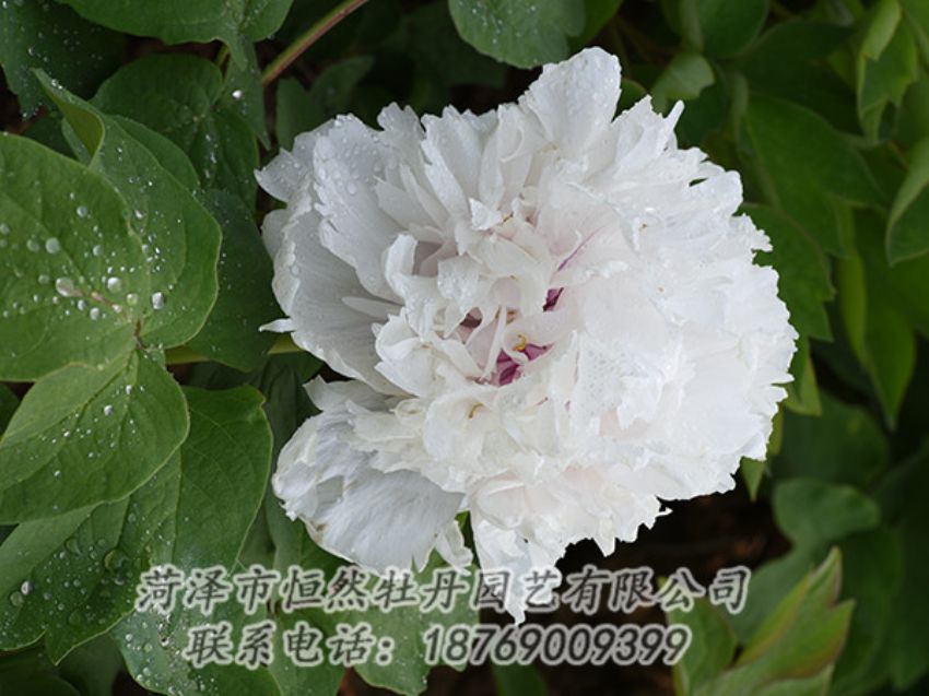 點(diǎn)擊查看詳細(xì)信息<br>標(biāo)題：白色牡丹 閱讀次數(shù)：1174