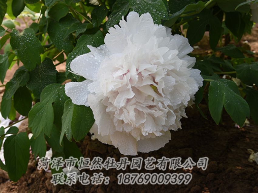 點(diǎn)擊查看詳細(xì)信息<br>標(biāo)題：白色牡丹 閱讀次數(shù)：1156