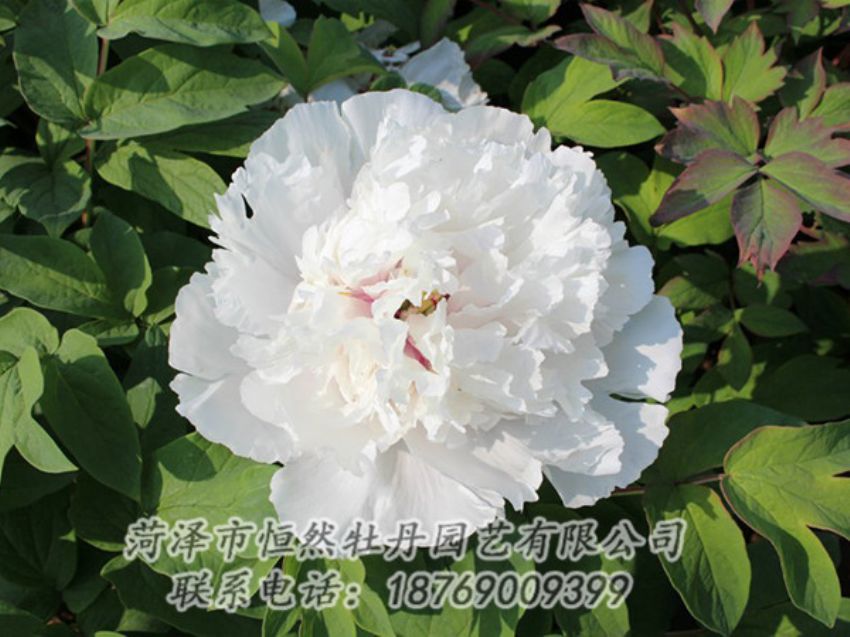 點(diǎn)擊查看詳細(xì)信息<br>標(biāo)題：白色牡丹 閱讀次數(shù)：1306