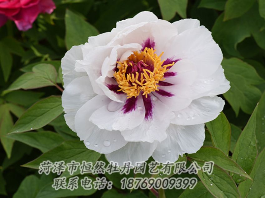 點(diǎn)擊查看詳細(xì)信息<br>標(biāo)題：白色牡丹 閱讀次數(shù)：1206