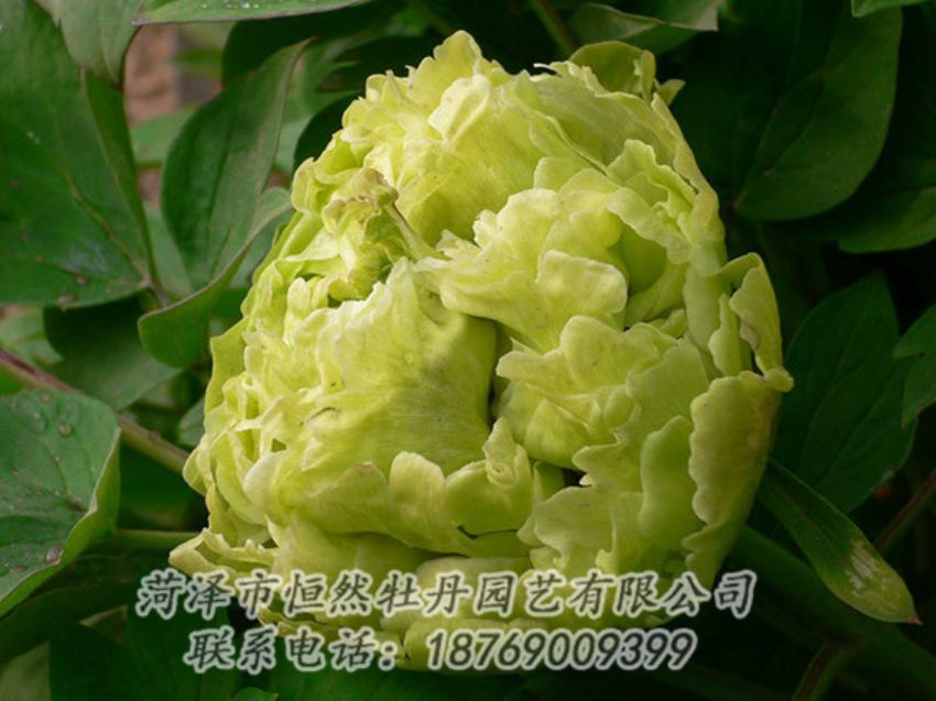 點擊查看詳細信息<br>標題：綠色牡丹 閱讀次數(shù)：1253