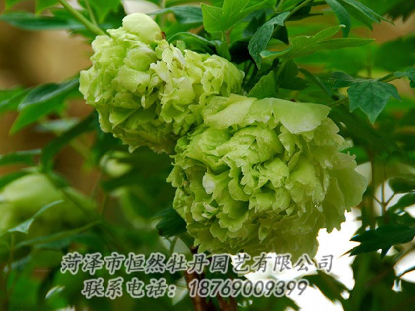 點擊查看詳細信息<br>標題：綠色牡丹 閱讀次數(shù)：1267