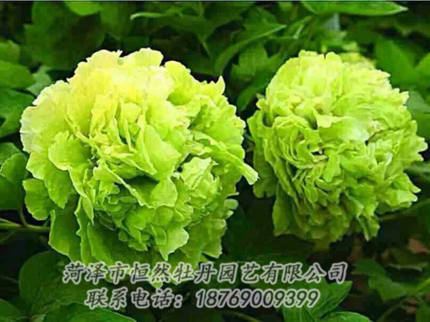 點擊查看詳細信息<br>標題：綠色牡丹 閱讀次數(shù)：1364