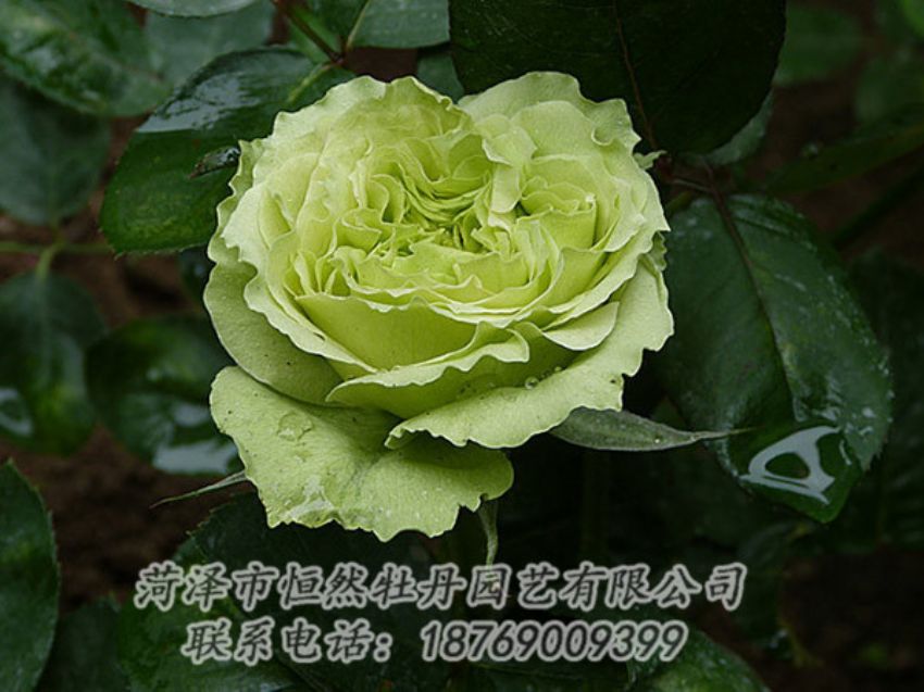 點擊查看詳細信息<br>標題：綠色牡丹 閱讀次數(shù)：1280