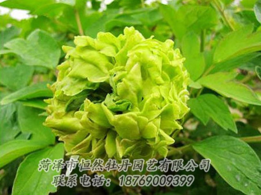 點擊查看詳細信息<br>標題：綠色牡丹 閱讀次數(shù)：1293