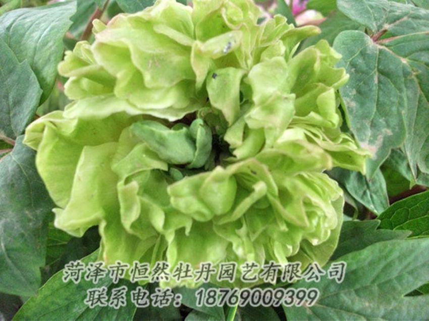 點擊查看詳細信息<br>標題：綠色牡丹 閱讀次數(shù)：1364