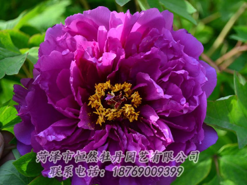 點(diǎn)擊查看詳細(xì)信息<br>標(biāo)題：紫色牡丹 閱讀次數(shù)：1450