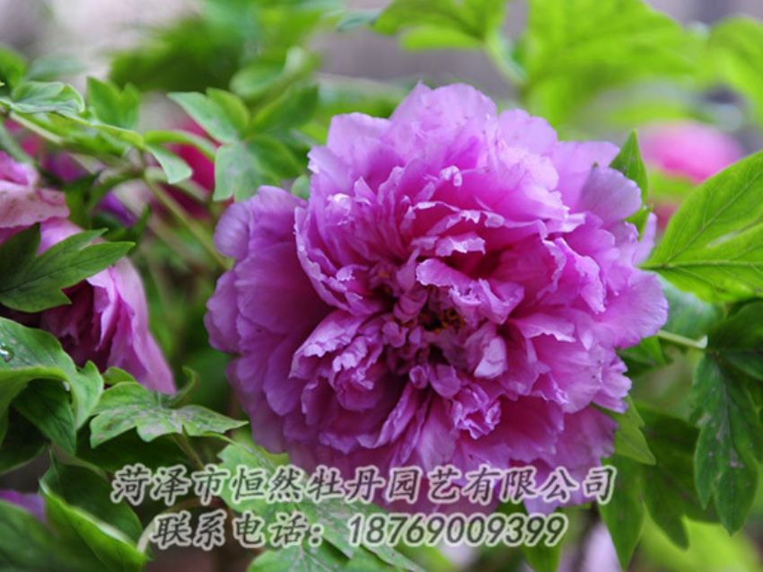 點(diǎn)擊查看詳細(xì)信息<br>標(biāo)題：紫色牡丹 閱讀次數(shù)：1398
