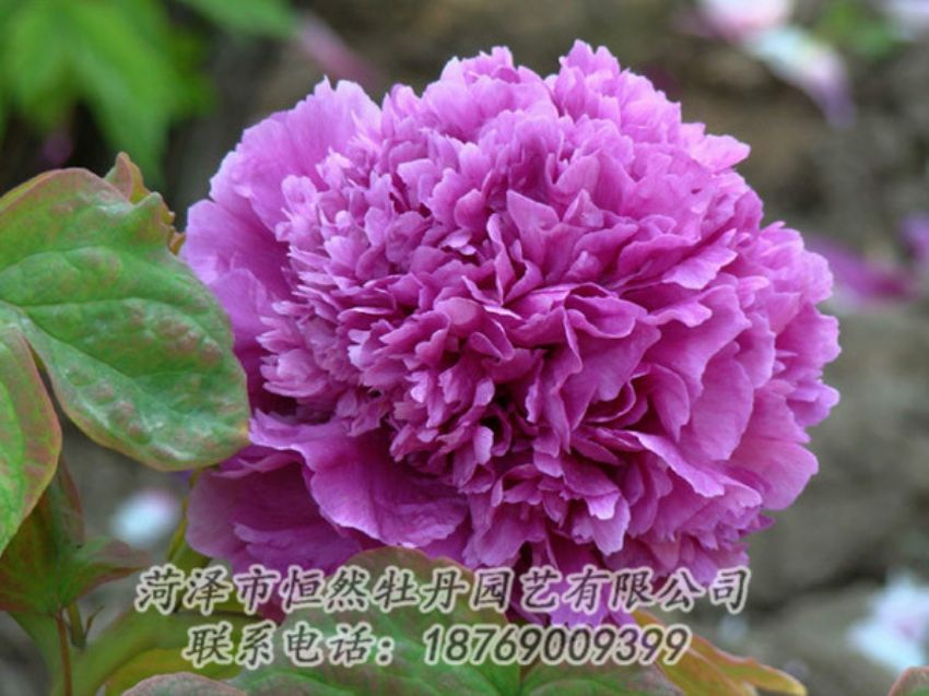 點(diǎn)擊查看詳細(xì)信息<br>標(biāo)題：紫色牡丹 閱讀次數(shù)：1816