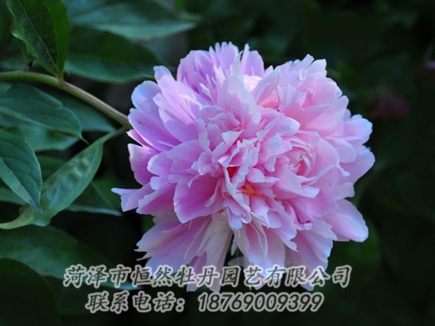 點(diǎn)擊查看詳細(xì)信息<br>標(biāo)題：紫色牡丹 閱讀次數(shù)：1828