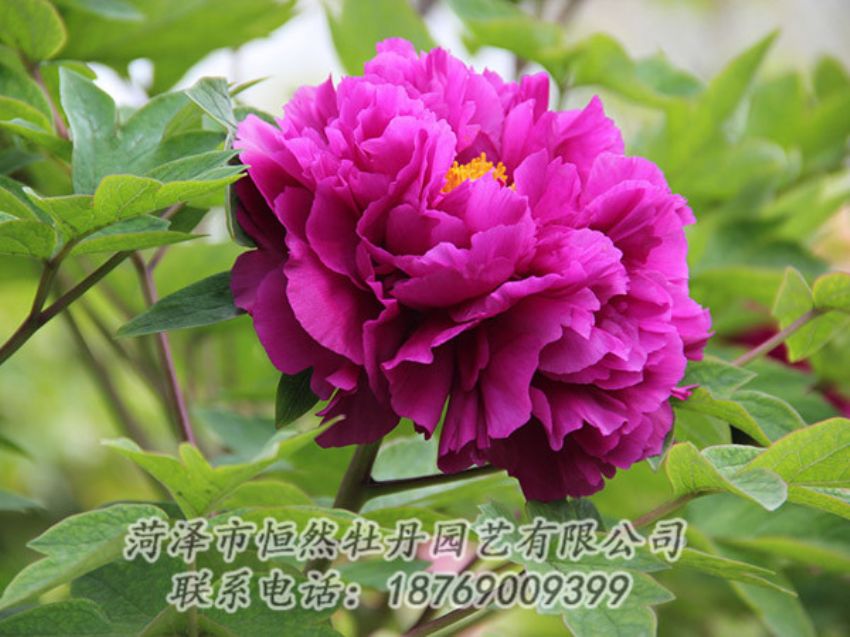 點(diǎn)擊查看詳細(xì)信息<br>標(biāo)題：紫色牡丹 閱讀次數(shù)：1897
