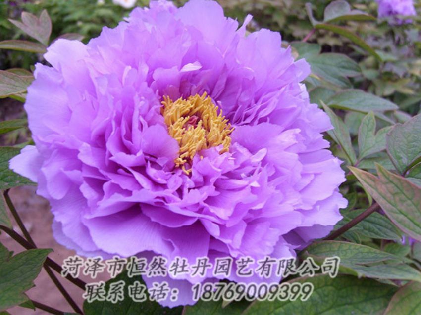 點(diǎn)擊查看詳細(xì)信息<br>標(biāo)題：紫色牡丹 閱讀次數(shù)：1908
