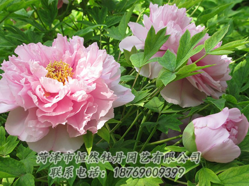 點(diǎn)擊查看詳細(xì)信息<br>標(biāo)題：粉色牡丹 閱讀次數(shù)：1863