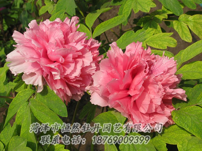點(diǎn)擊查看詳細(xì)信息<br>標(biāo)題：粉色牡丹 閱讀次數(shù)：1829