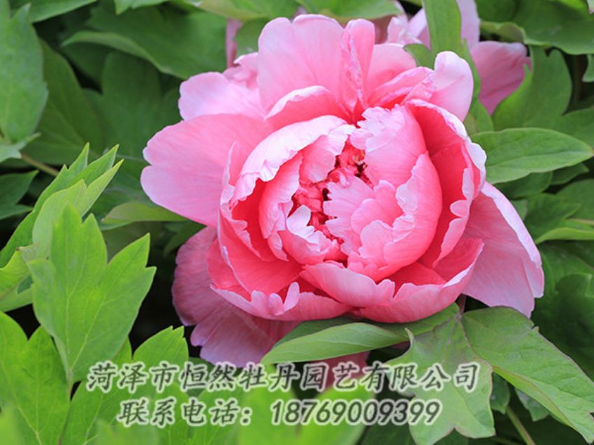 點(diǎn)擊查看詳細(xì)信息<br>標(biāo)題：粉色牡丹 閱讀次數(shù)：1787
