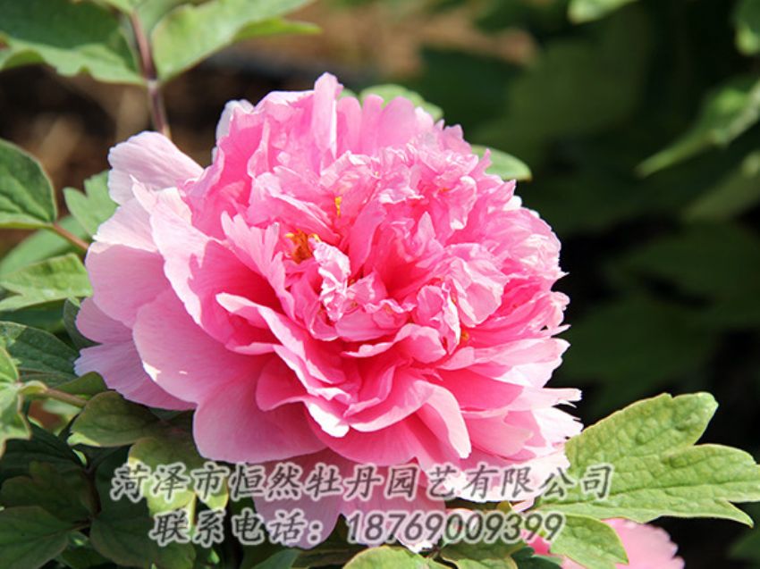 點(diǎn)擊查看詳細(xì)信息<br>標(biāo)題：粉色牡丹 閱讀次數(shù)：1820