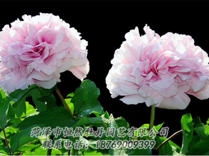 點(diǎn)擊查看詳細(xì)信息<br>標(biāo)題：粉色牡丹 閱讀次數(shù)：1865
