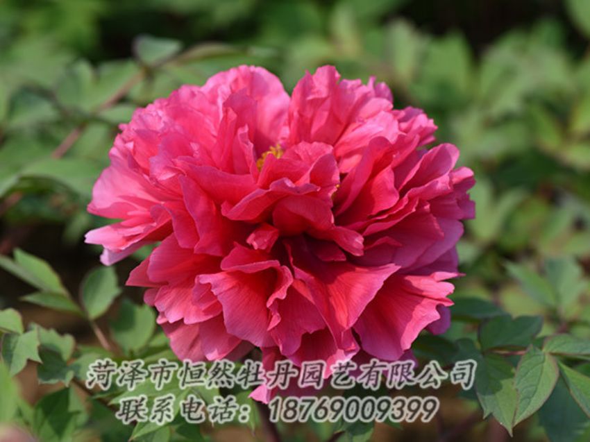 點(diǎn)擊查看詳細(xì)信息<br>標(biāo)題：紅色牡丹 閱讀次數(shù)：1921