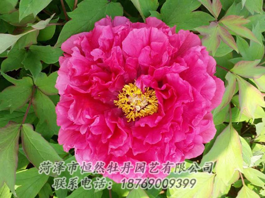 點(diǎn)擊查看詳細(xì)信息<br>標(biāo)題：紅色牡丹 閱讀次數(shù)：2037