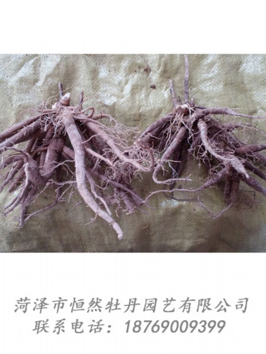 點(diǎn)擊查看詳細(xì)信息<br>標(biāo)題：二年芍藥苗 閱讀次數(shù)：2015