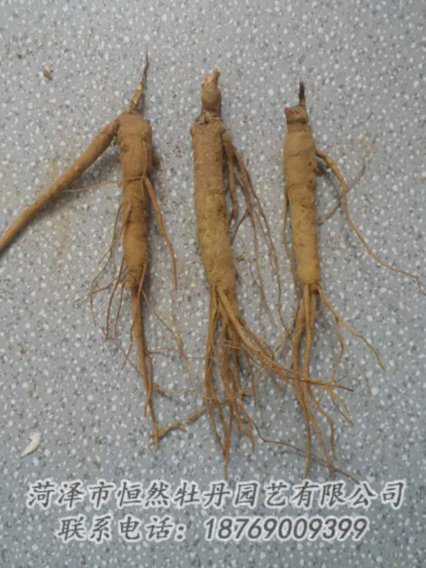 點(diǎn)擊查看詳細(xì)信息<br>標(biāo)題：芍藥苗 閱讀次數(shù)：2122