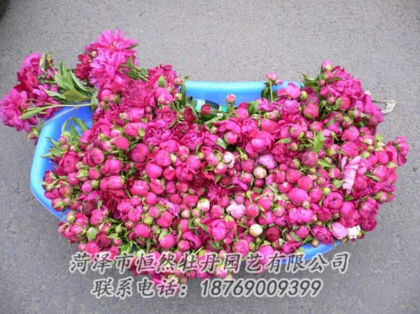 點(diǎn)擊查看詳細(xì)信息<br>標(biāo)題：芍藥切花 閱讀次數(shù)：1980